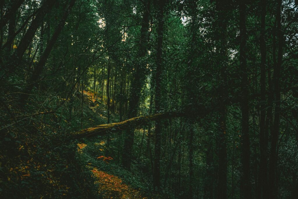 dark forest representing what happened to the Roanoke Colony in 1590
